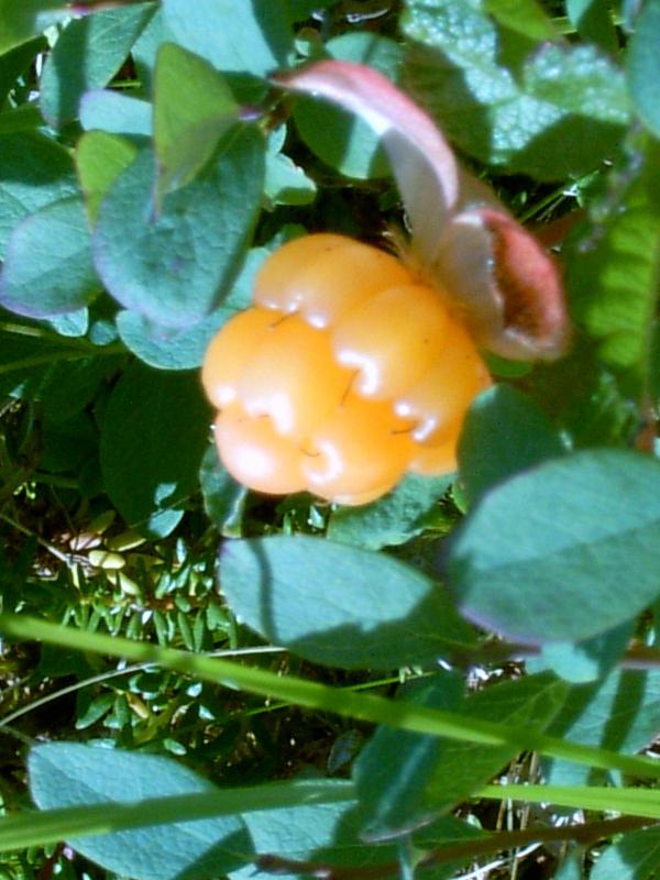 06-moroszka.jpg